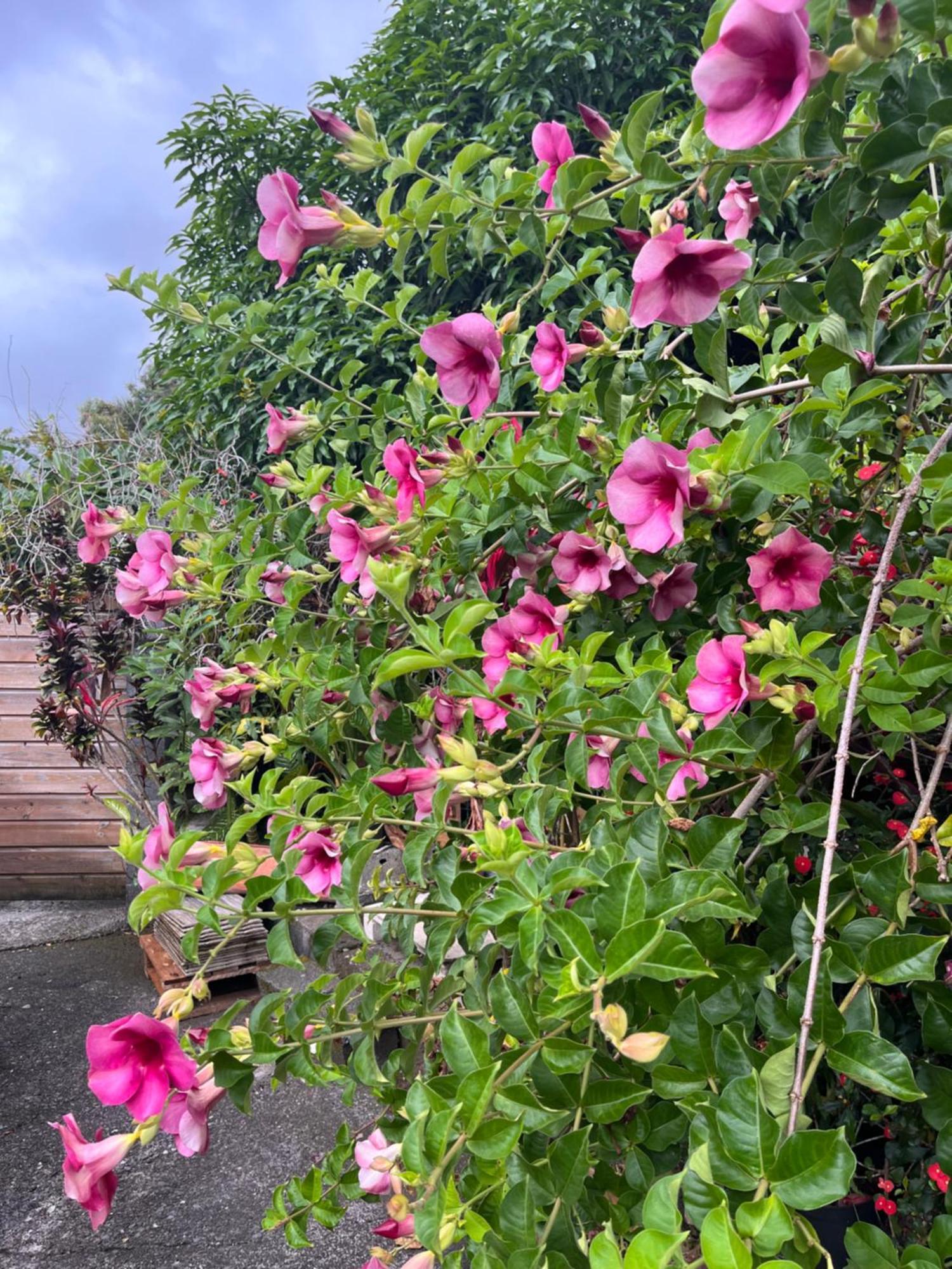 Lakour Fleurie - Ex La Case Creole Sainte-Rose Exterior foto